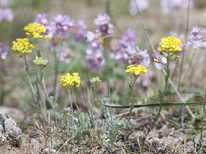 Alyssum montanum (Brassicaceae)  - Alysson des montagnes, Passerage des montagnes, Alysson des collines, Alysse des montagnes - Mountain Alison Aveyron [France] 13/05/2008 - 780m