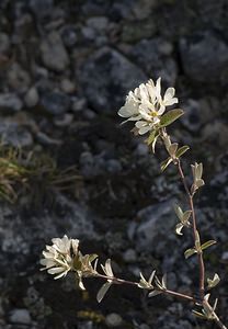 Amelanchier ovalis (Rosaceae)  - Amélanchier ovale, Amélanchier commun, Amélanchier à feuilles ovales - Snowy Mespilus Herault [France] 08/05/2008 - 740m