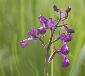 Anacamptis laxiflora (Orchidaceae)  - Anacamptide à fleurs lâches, Orchis à fleurs lâches - Loose-flowered Orchid Aveyron [France] 14/05/2008 - 570m