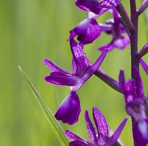 Anacamptis laxiflora (Orchidaceae)  - Anacamptide à fleurs lâches, Orchis à fleurs lâches - Loose-flowered Orchid Aveyron [France] 14/05/2008 - 570m