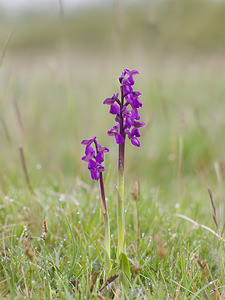 Anacamptis morio (Orchidaceae)  - Anacamptide bouffon, Orchis bouffon Aveyron [France] 16/05/2008 - 880m