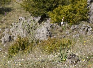 Asphodelus cerasiferus (Asphodelaceae)  - Asphodèle porte-cerise, Asphodèle de Chambeiron, Asphodèle-cerise Herault [France] 08/05/2008 - 750m