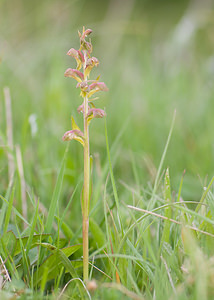 Coeloglossum viride (Orchidaceae)  - Coeloglosse vert, Orchis grenouille, Dactylorhize vert, Orchis vert - Frog Orchid Aveyron [France] 16/05/2008 - 890m