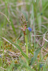 Coeloglossum viride (Orchidaceae)  - Coeloglosse vert, Orchis grenouille, Dactylorhize vert, Orchis vert - Frog Orchid Aveyron [France] 16/05/2008 - 870m