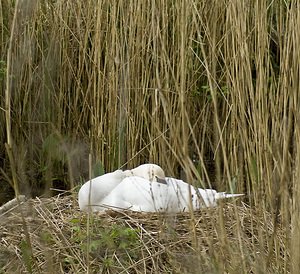 Cygnus olor (Anatidae)  - Cygne tuberculé - Mute Swan Pas-de-Calais [France] 01/05/2008