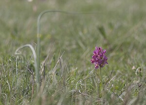 Dactylorhiza sambucina (Orchidaceae)  - Dactylorhize sureau, Orchis sureau Herault [France] 08/05/2008 - 840m