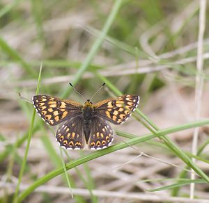 Hamearis lucina (Riodinidae)  - Lucine, Fauve à taches blanches, Faune à taches blanches - Duke of Burgundy Fritillary Aveyron [France] 13/05/2008 - 640m