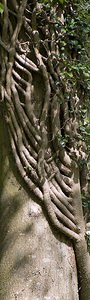 Hedera helix (Araliaceae)  - Lierre grimpant, Herbe de saint Jean, Lierre commun - English ivy, Common ivy, European ivy, Ivy, Needlepoint ivy, Ripple ivy Pas-de-Calais [France] 01/05/2008 - 150m