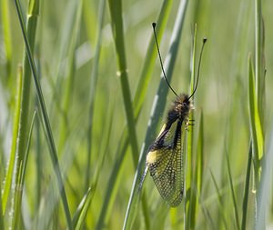 Libelloides coccajus (Ascalaphidae)  - Ascalaphe soufré Herault [France] 08/05/2008 - 730m