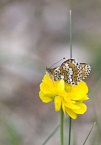 Melitaea cinxia (Nymphalidae)  - Mélitée du Plantain - Glanville Fritillary Herault [France] 14/05/2008 - 740m