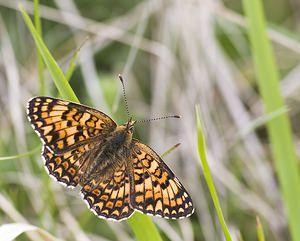 Melitaea phoebe (Nymphalidae)  - Mélitée des Centaurées, Grand Damier Aveyron [France] 13/05/2008 - 750m