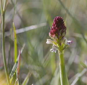 Neotinea ustulata (Orchidaceae)  - Néotinée brûlée, Orchis brûlé - Burnt Orchid Herault [France] 08/05/2008 - 730m