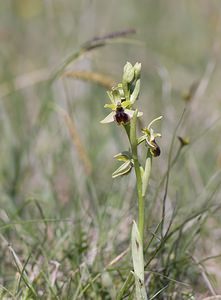 Ophrys aranifera (Orchidaceae)  - Ophrys araignée, Oiseau-coquet - Early Spider-orchid Aveyron [France] 13/05/2008 - 790m