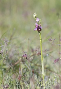 Ophrys aveyronensis (Orchidaceae)  - Ophrys de l'Aveyron Aveyron [France] 13/05/2008 - 640m