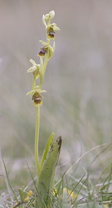 Ophrys aymoninii (Orchidaceae)  - Ophrys d'Aymonin Aveyron [France] 11/05/2008 - 800m