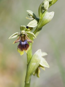 Ophrys aymoninii (Orchidaceae)  - Ophrys d'Aymonin Aveyron [France] 13/05/2008 - 770m