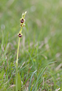 Ophrys aymoninii (Orchidaceae)  - Ophrys d'Aymonin Aveyron [France] 16/05/2008 - 900m