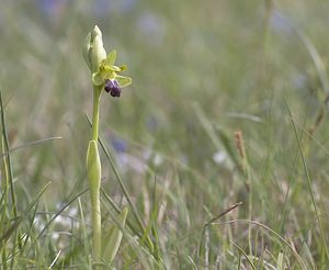 Ophrys funerea (Orchidaceae)  - Ophrys funèbre Aveyron [France] 11/05/2008 - 800m