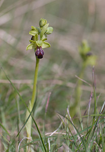 Ophrys funerea (Orchidaceae)  - Ophrys funèbre Aveyron [France] 15/05/2008 - 780m