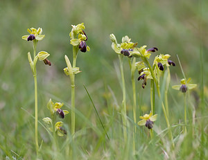 Ophrys funerea (Orchidaceae)  - Ophrys funèbre Aveyron [France] 15/05/2008 - 770m