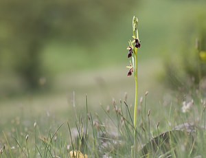 Ophrys insectifera Ophrys mouche Fly Orchid