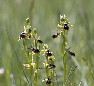 Ophrys passionis (Orchidaceae)  - Ophrys de la Passion Herault [France] 08/05/2008 - 730m