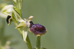 Ophrys passionis (Orchidaceae)  - Ophrys de la Passion Herault [France] 08/05/2008 - 730m