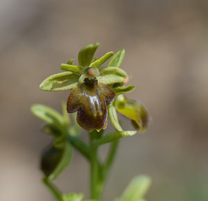 Ophrys x apicula (Orchidaceae)  - Ophrys apiculéOphrys insectifera x Ophrys virescens. Aveyron [France] 16/05/2008 - 660m