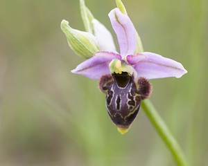 Ophrys x bernardii (Orchidaceae)  - Ophrys de BernardOphrys aveyronensis x Ophrys scolopax. Aveyron [France] 12/05/2008 - 530m