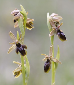 Ophrys x fabrei (Orchidaceae)  - Ophrys de FabreOphrys aymoninii x Ophrys virescens. Aveyron [France] 11/05/2008 - 800mhybride Ophrys aymoninii x Ophrys Litigiosa, avec pour parent c?t? litigiosa, un sujet ? p?rianthe rose