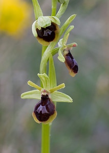 Ophrys x fabrei (Orchidaceae)  - Ophrys de FabreOphrys aymoninii x Ophrys virescens. Aveyron [France] 15/05/2008 - 780m