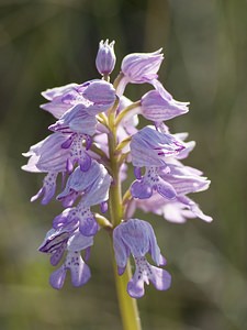 Orchis militaris (Orchidaceae)  - Orchis militaire, Casque militaire, Orchis casqué - Military Orchid Aveyron [France] 13/05/2008 - 720m