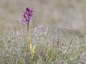 Orchis purpurea (Orchidaceae)  - Orchis pourpre, Grivollée, Orchis casque, Orchis brun - Lady Orchid Aveyron [France] 11/05/2008 - 810m