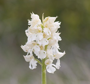 Orchis purpurea (Orchidaceae)  - Orchis pourpre, Grivollée, Orchis casque, Orchis brun - Lady Orchid Aveyron [France] 11/05/2008 - 810m