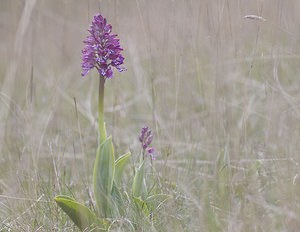 Orchis purpurea (Orchidaceae)  - Orchis pourpre, Grivollée, Orchis casque, Orchis brun - Lady Orchid Aveyron [France] 11/05/2008 - 800m