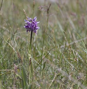 Orchis simia (Orchidaceae)  - Orchis singe - Monkey Orchid Herault [France] 08/05/2008 - 720m