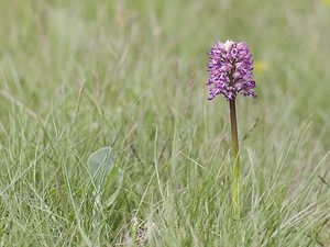 Orchis x angusticruris (Orchidaceae)  - Orchis à souche étroite Aveyron [France] 14/05/2008 - 730m