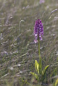 Orchis x hybrida (Orchidaceae)  - Orchis hybrideOrchis militaris x Orchis purpurea. Aveyron [France] 13/05/2008 - 730m