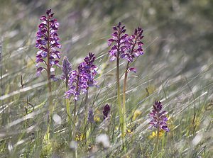 Orchis x hybrida Orchis hybride