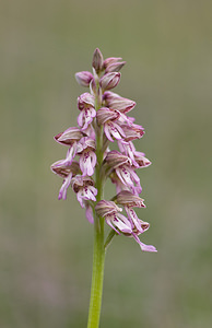 Orchis x hybrida (Orchidaceae)  - Orchis hybrideOrchis militaris x Orchis purpurea. Aveyron [France] 16/05/2008 - 660mavec sans doute ici une hybridation multiple (anthropophora x militaris x purpurea)