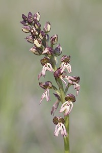 Orchis x meilsheimeri (Orchidaceae)  - Orchis de Meilsheimer Aveyron [France] 12/05/2008 - 630m