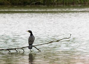 Phalacrocorax carbo (Phalacrocoracidae)  - Grand Cormoran Pas-de-Calais [France] 01/05/2008