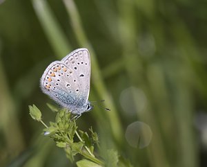 Polyommatus icarus (Lycaenidae)  - Azuré de la Bugrane, Argus bleu - Common Blue Aveyron [France] 12/05/2008 - 630m