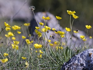 Ranunculus gramineus (Ranunculaceae)  - Renoncule graminée, Renoncule à feuilles de graminée Herault [France] 08/05/2008 - 720m