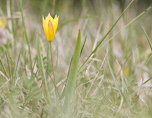 Tulipa sylvestris subsp. australis (Liliaceae)  - Tulipe australe, Tulipe des Alpes, Tulipe du Midi Herault [France] 14/05/2008 - 760m