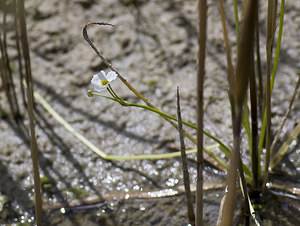 Baldellia ranunculoides (Alismataceae)  - Baldellie fausse Renoncule, Flûteau fausse renoncule - Lesser Water-plantain Nord [France] 29/06/2008 - 10m