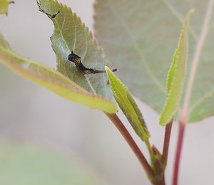 Cerura vinula (Notodontidae)  - Grande Queue-Fourchue - Puss Moth Nord [France] 21/06/2008 - 10mchenille ? un stade tr?s pr?coce (stade2 = quelques jours ?)