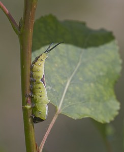 Cerura vinula Grande Queue-Fourchue Puss Moth