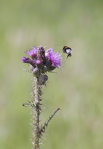 Cirsium palustre (Asteraceae)  - Cirse des marais, Bâton-du-diable - Marsh Thistle Nord [France] 21/06/2008 - 10m