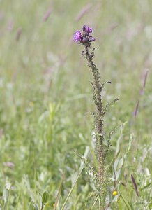 Cirsium palustre (Asteraceae)  - Cirse des marais, Bâton-du-diable - Marsh Thistle Nord [France] 21/06/2008 - 10m